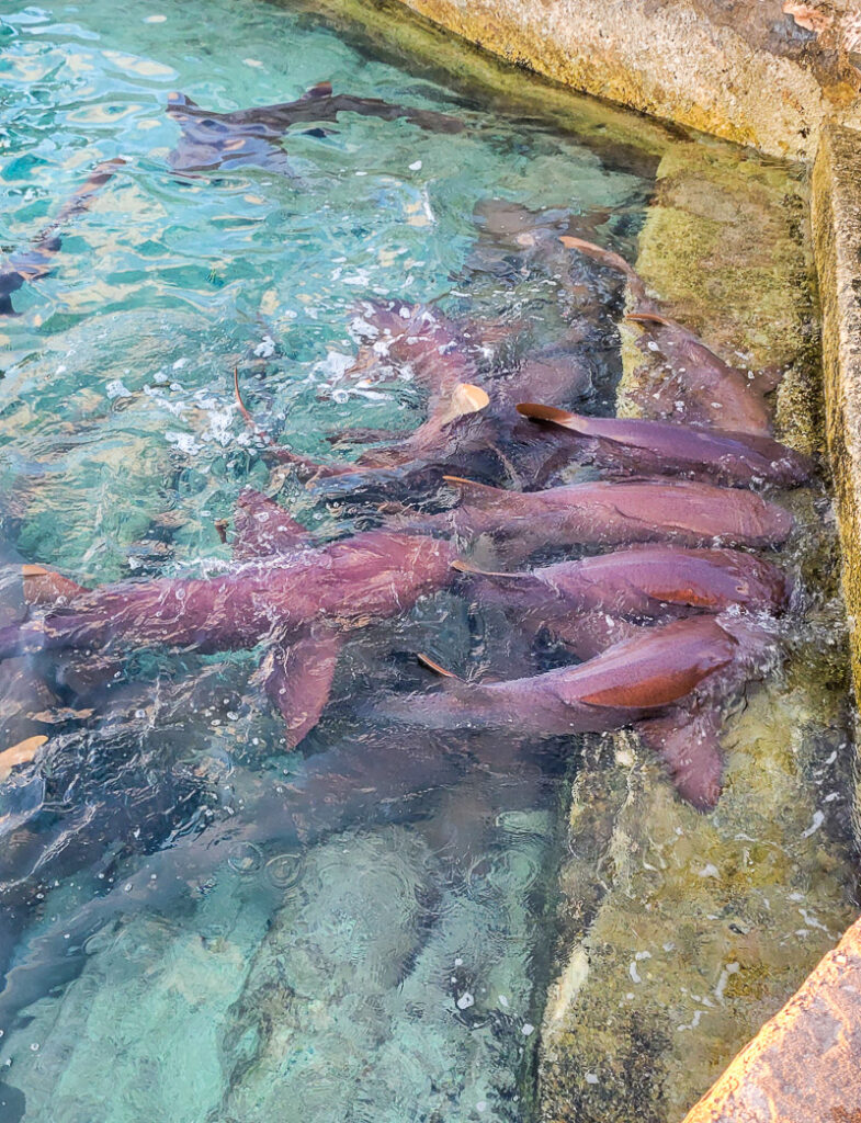 Nurse Sharks feeding off the scraps the fishermen throw in from the nearby cleaning station.