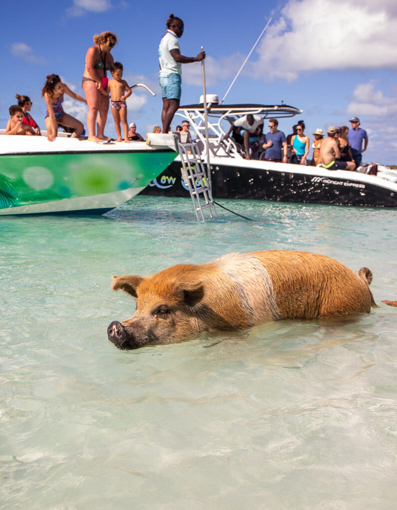 Pig swimming in the ocean with people on a boat behind it