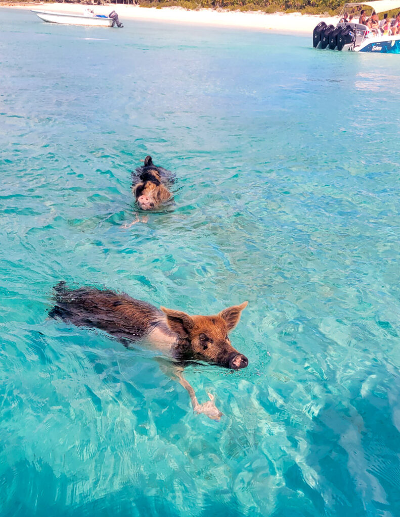 Pigs swimming at the beach