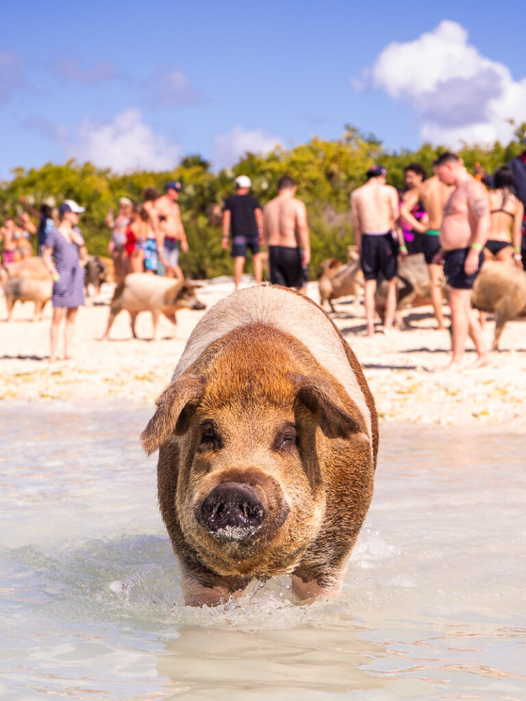 Pig at the beach