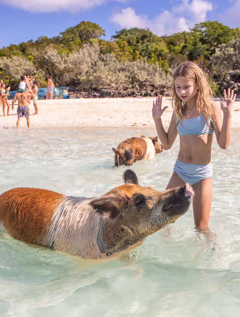 Pig at the beach with a young girl