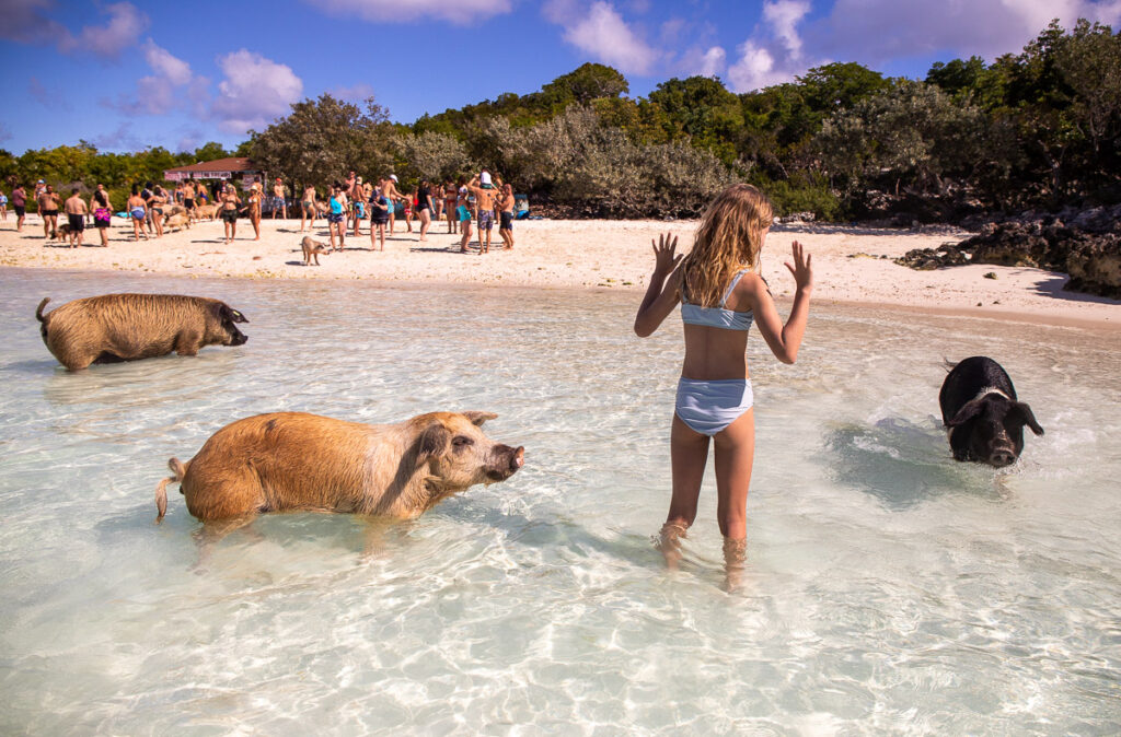 Pig swimming at the beach