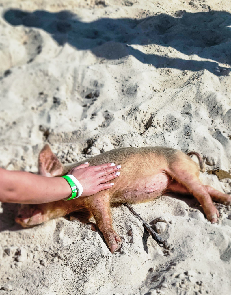 Pig laying on the sand at the beach
