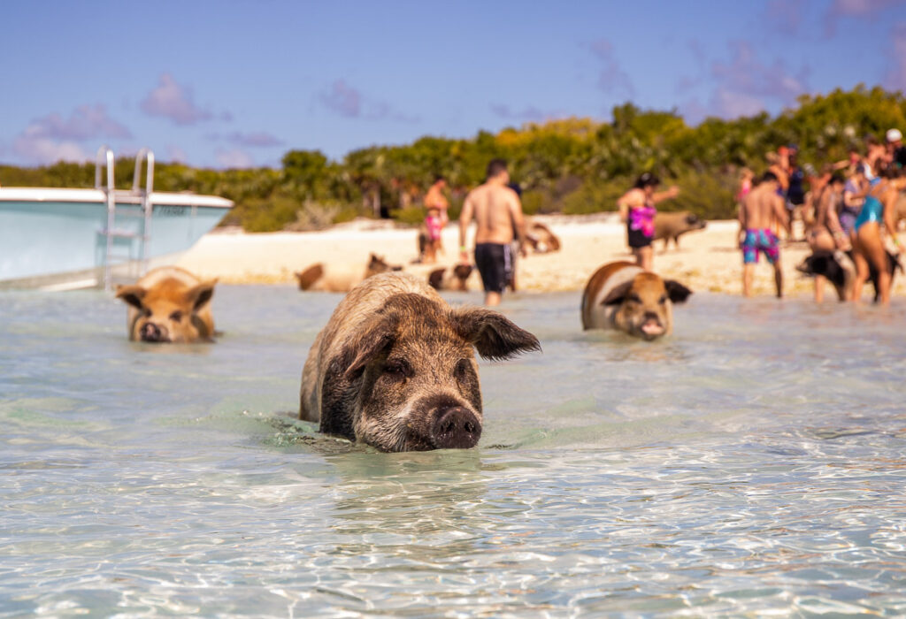 Pig swimming at the beach