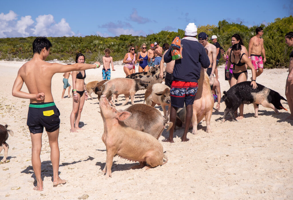 People feeding pigs on a beach