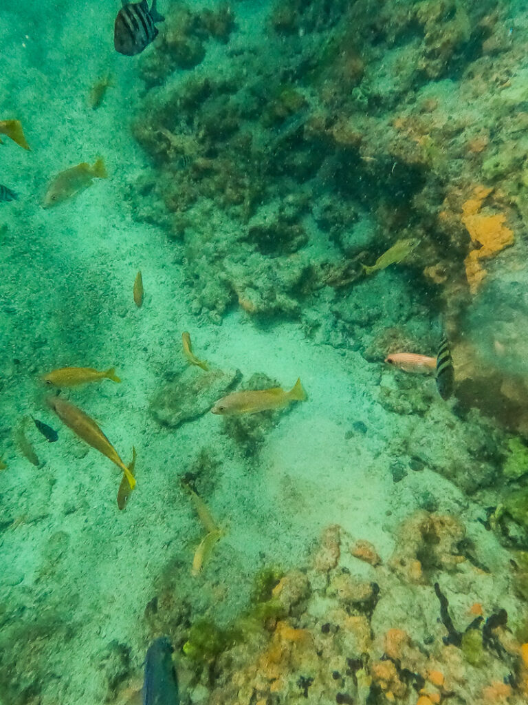 Fish swimming among coral