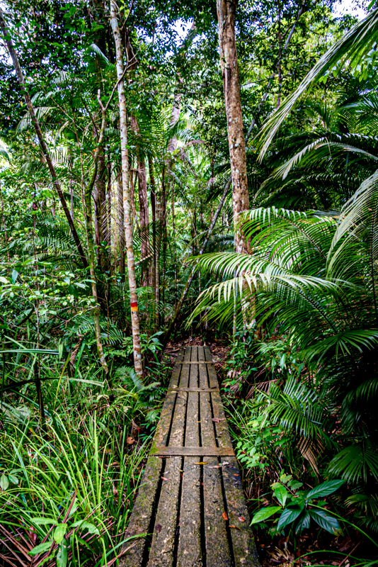 wooden path going through penang national park
