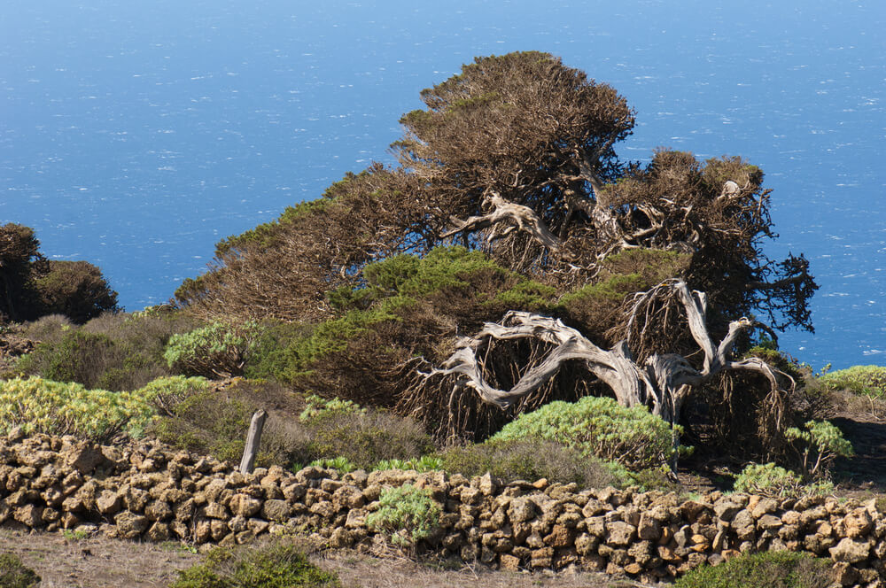 Fallen trees of El Hierro on edge of cliff behind stoned wall