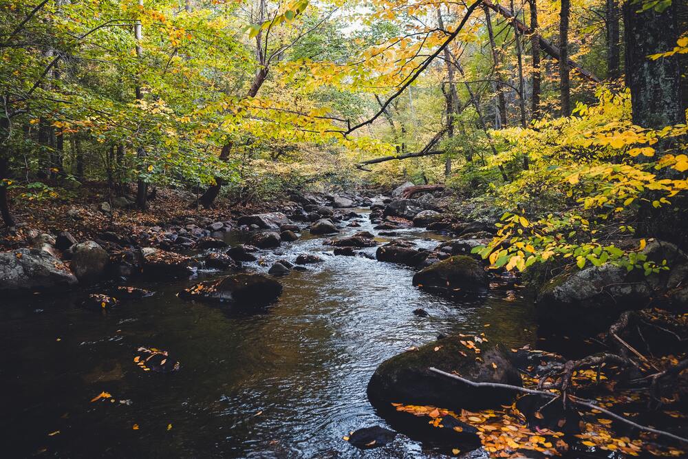 fall foliage beside small creek
