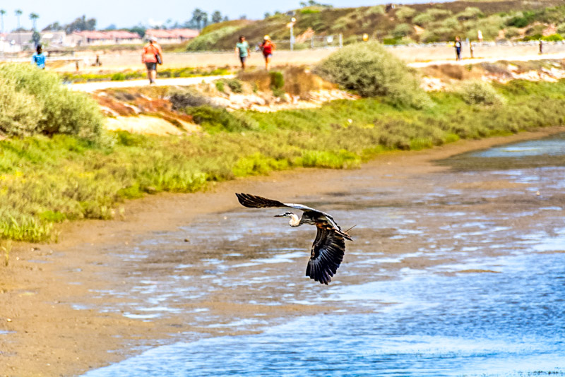 Great blue heron (Ardea herodias) in flight with its wings spread, is a large wading bird in the heron family. Bolsa Chica Ecological Reserve