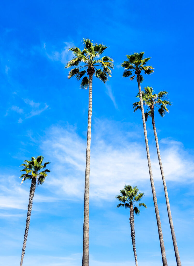 5 palm trees with a blue sky background