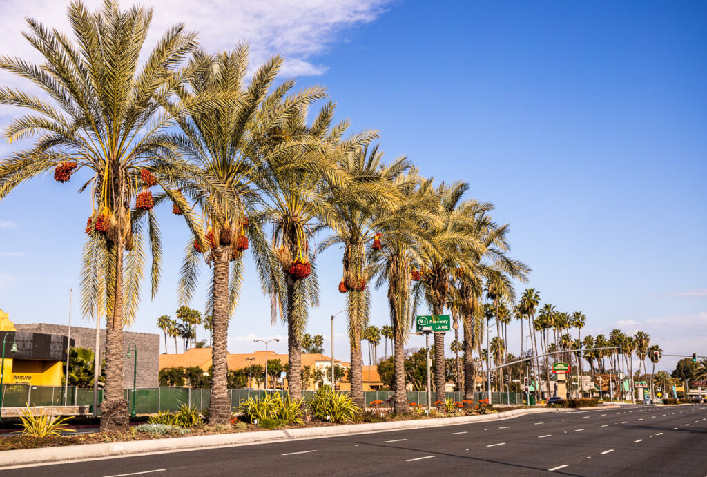 Row of giant palm trees lining a street
