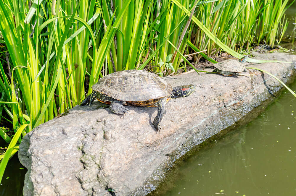 turtles on the bank in central park