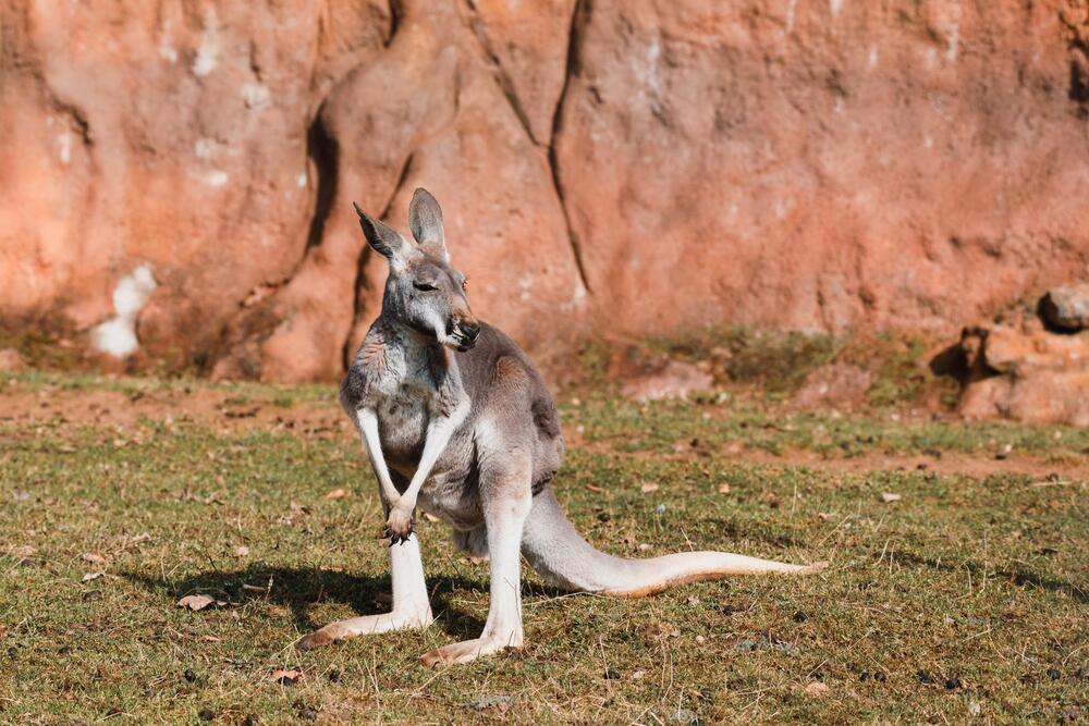 Where To See See Wild Kangaroos In Australia