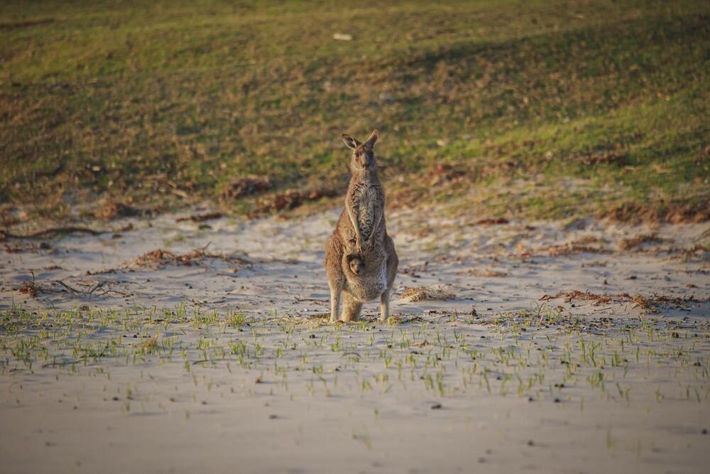 kangaroo with joey in pouch on the beach