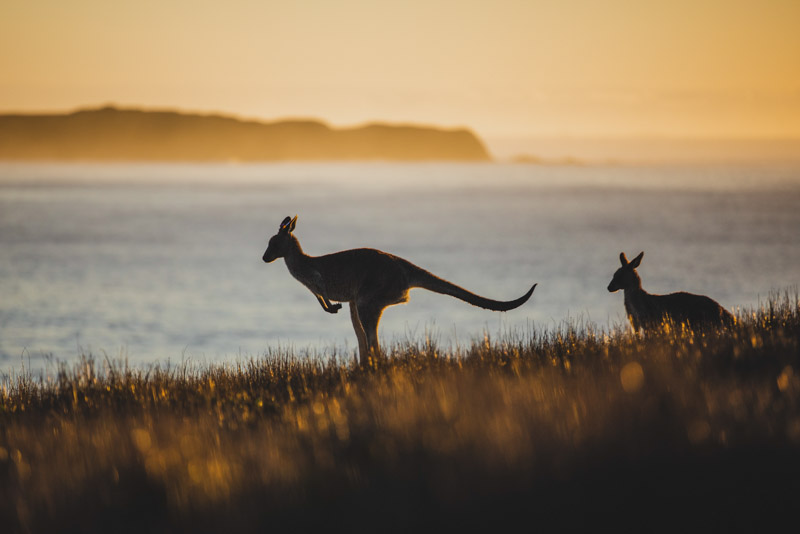 Kangaroos successful  the greeting  airy  astatine  Look At Me Headland, Emerald Beach connected  the Coffs Coast.