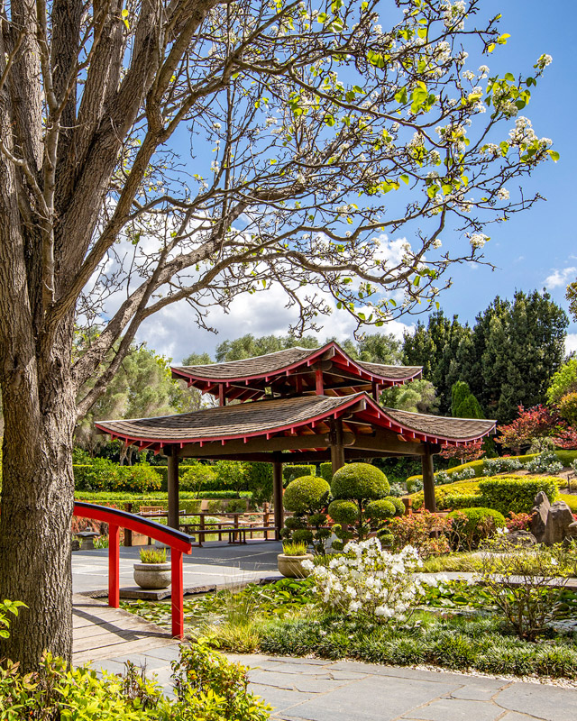 The scenic Oriental Garden section of the Hunter Valley Gardens, Pokolbin during Spring.