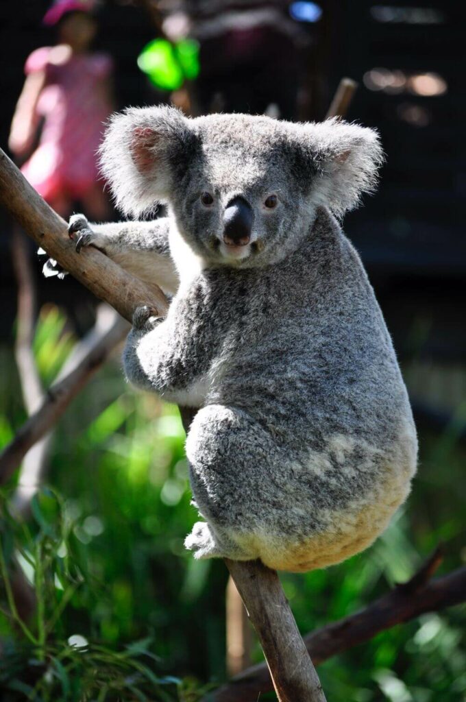 koala standing on tree branch