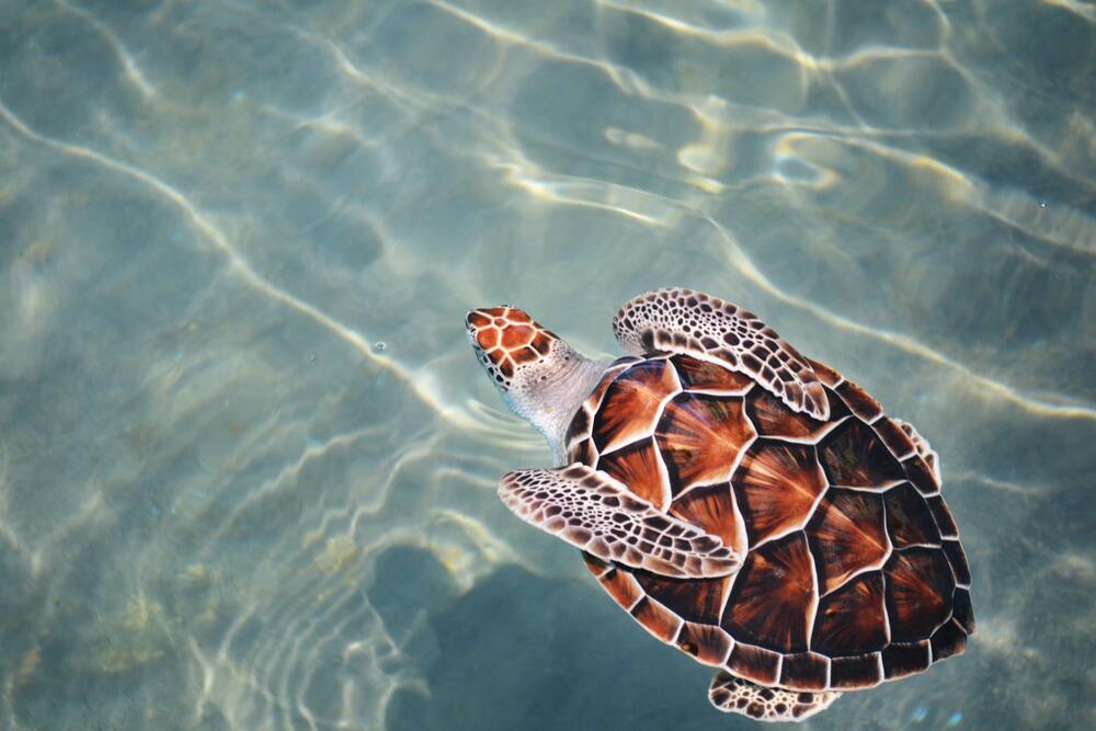 loggerhead turtle swimming in clear water