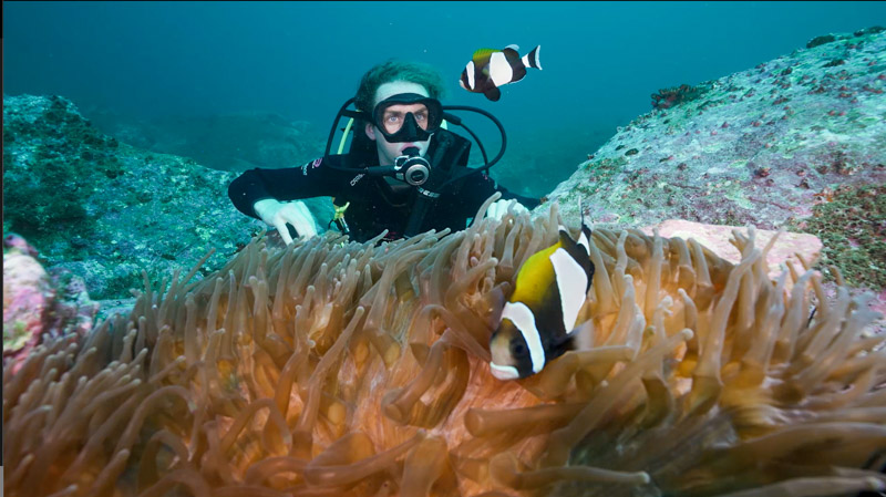 man scuba diving with striped fish over coral