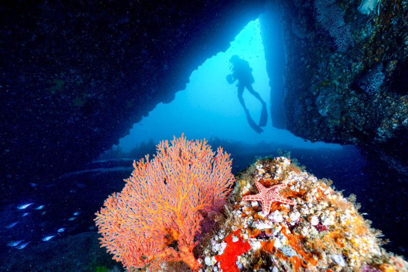 Scuba diver exploring a dive tract  successful  Jervis Bay.