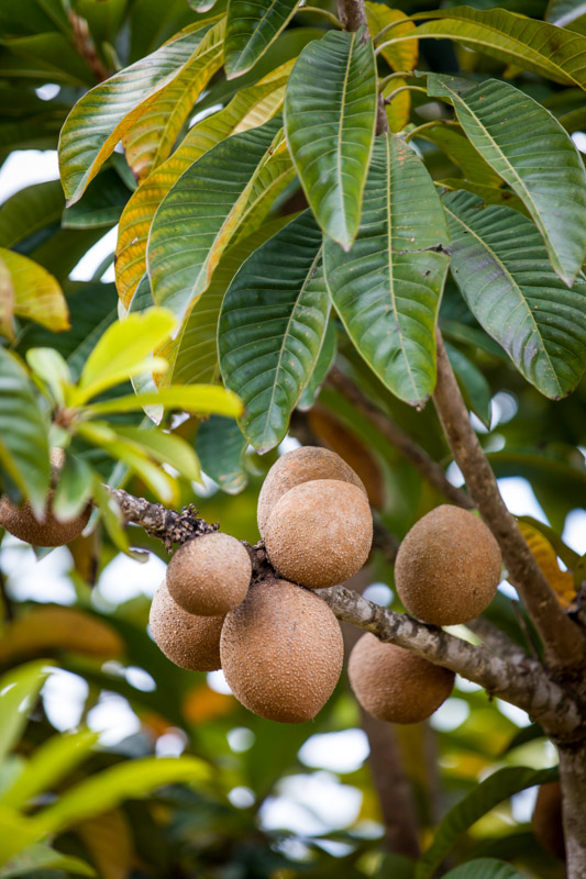In season produce at Tropical Fruit World, Duranbah.