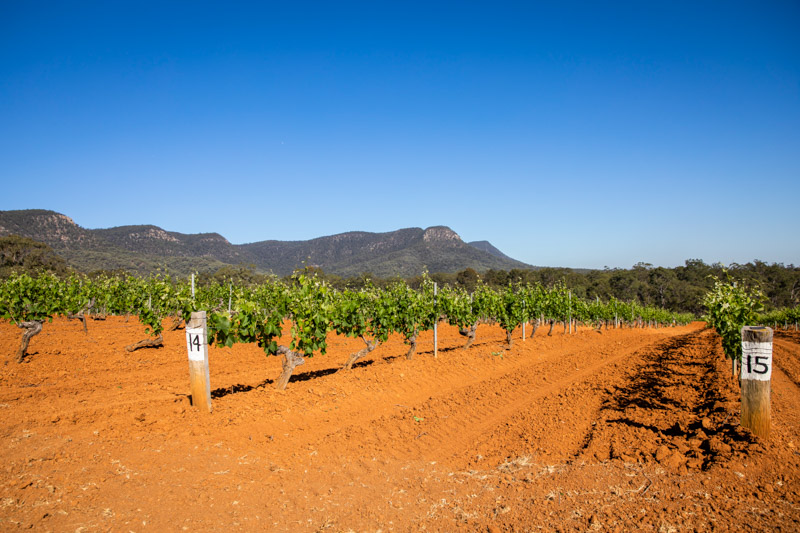 Scenic views across Tyrrell's vineyards in Pokolbin.