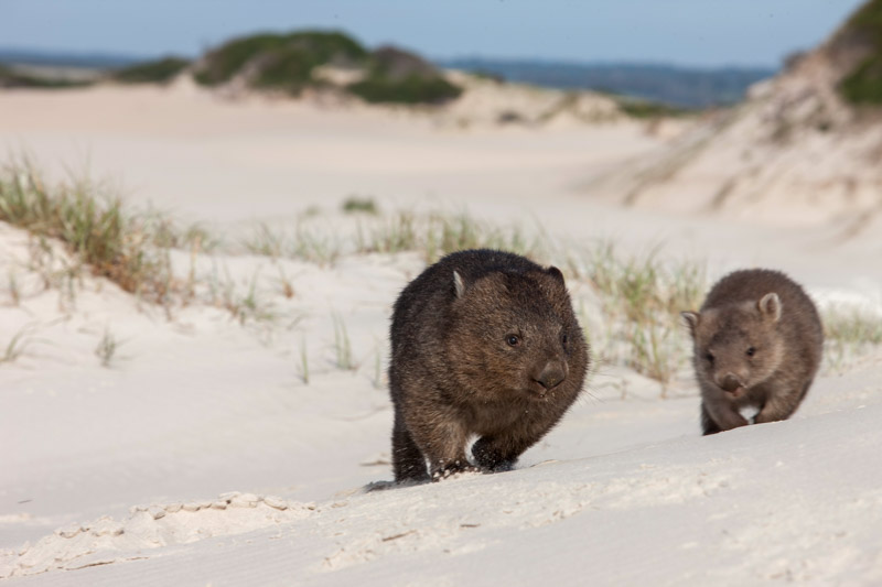wombats walking on sand dune