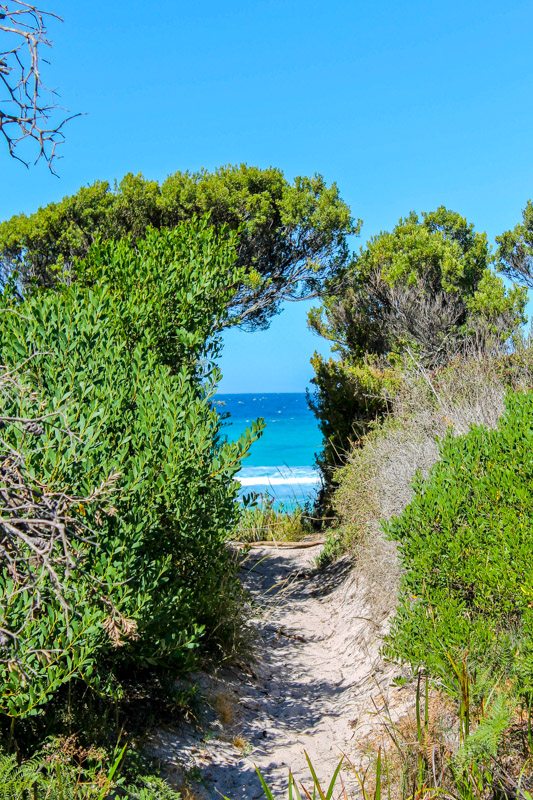 pathway bordered by trees leading to denisons beach