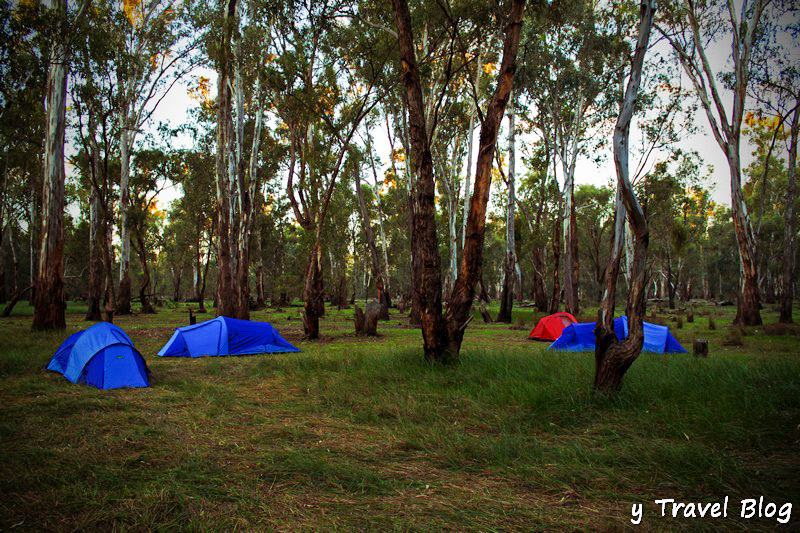 tents in the middle of a river red gum forest