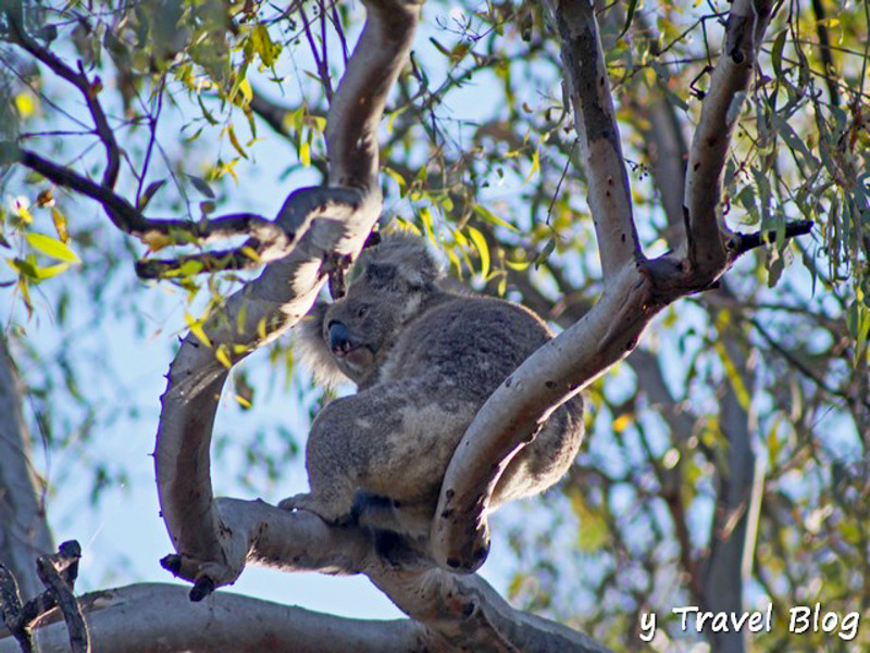 koala in river red gum tree