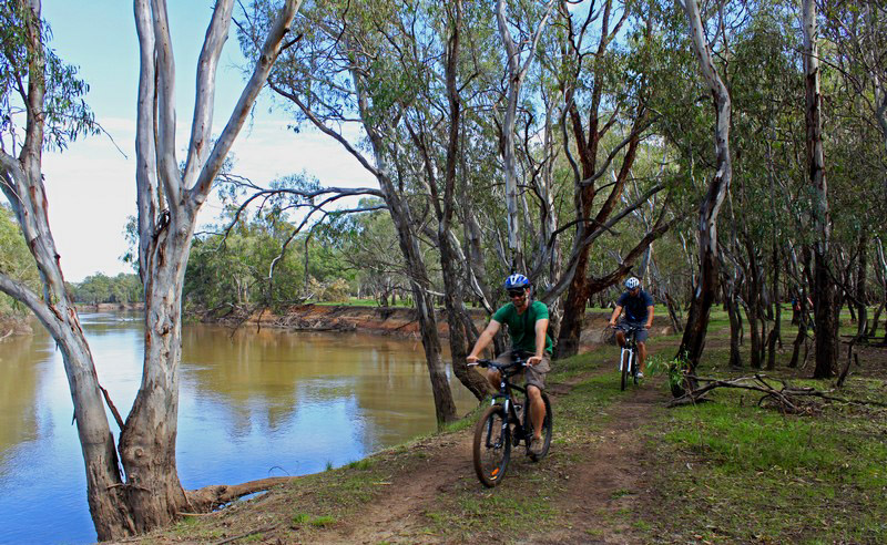 people mountain biking in the river red gum forest