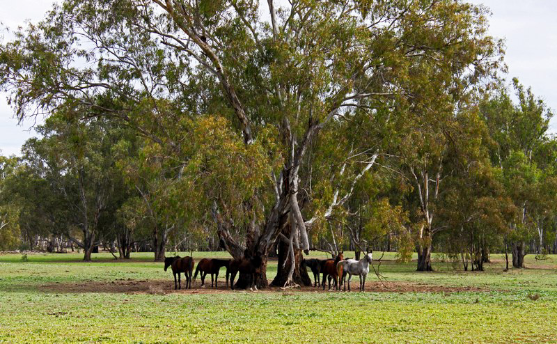 horses under trees