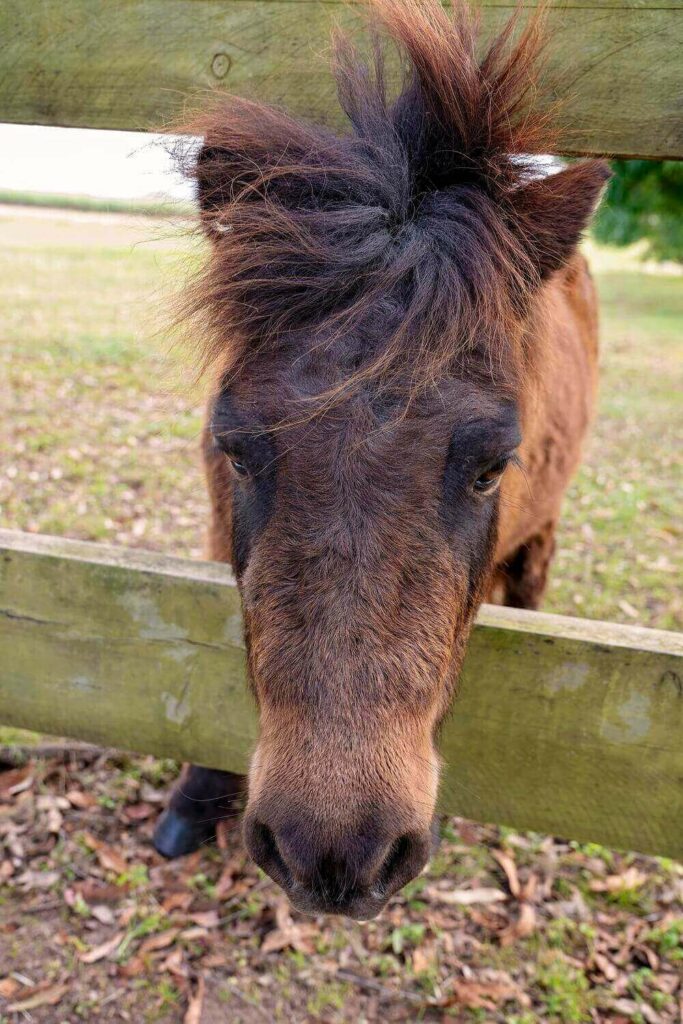 little horse poking his head over the fence