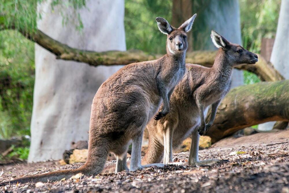 kangaroos in perth zoo