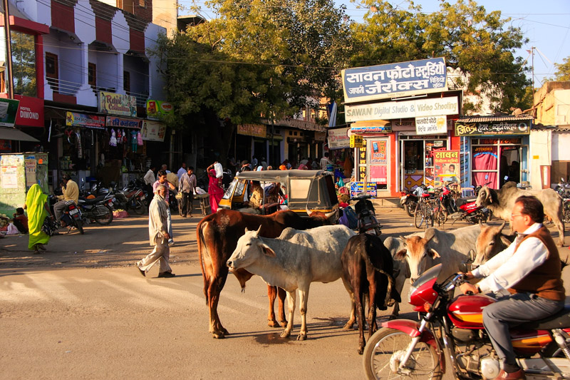 Wild cows on the street of Bundi, Rajasthan, India