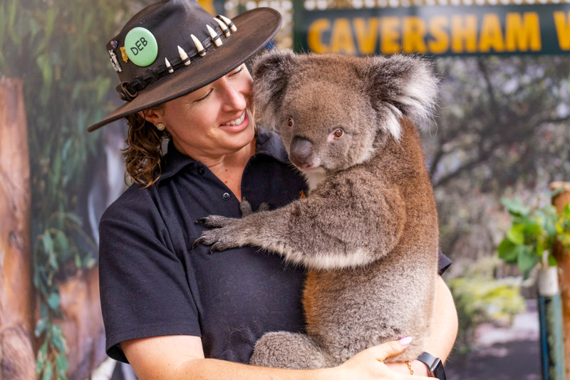 Ranger holding a koala Caversham Wildlife Park, Swan Valley