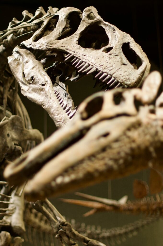 dinosaur bones Denver Museum of Nature & Science