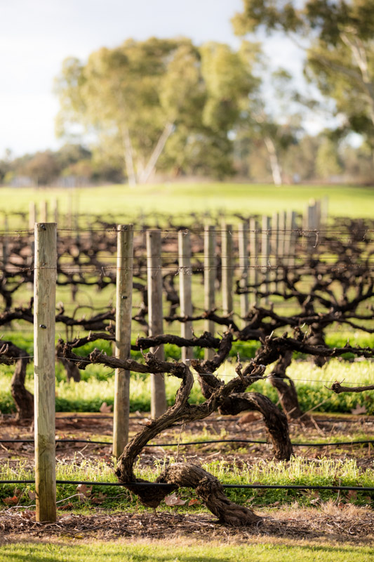 GRAPEVINES at Sandalford Wines, Swan Valley