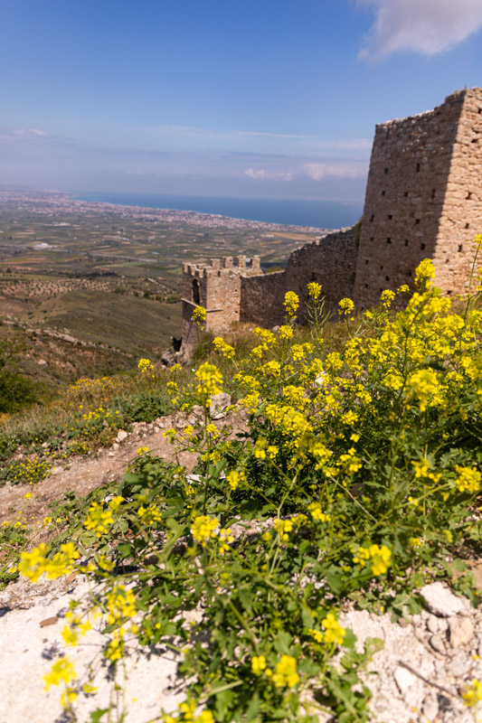 wildflowers in front of castle tower ruins