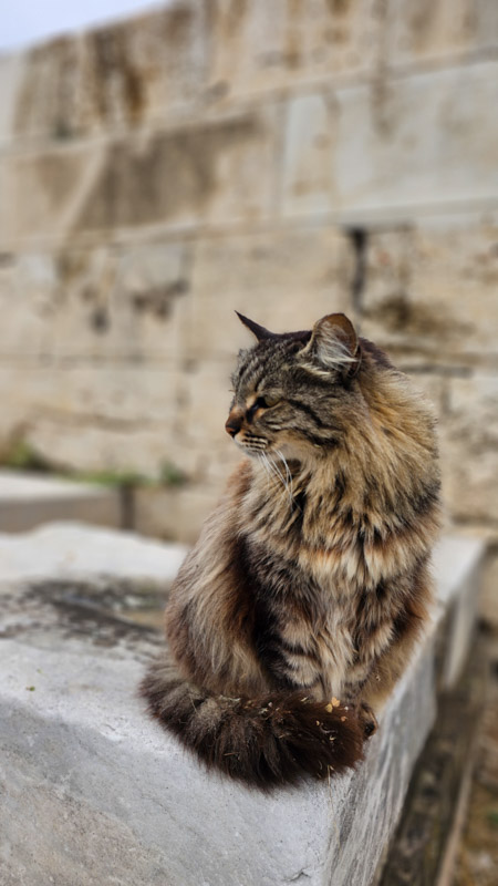 cat sitting in front of acropolis