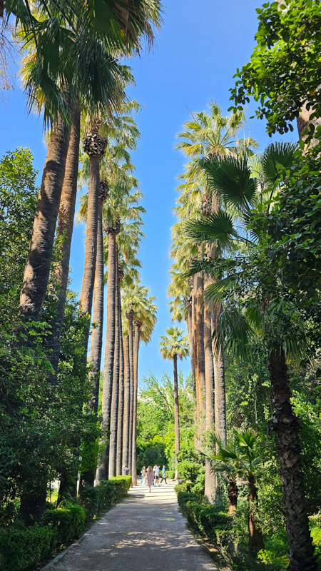 row of palm trees reaching to the sky