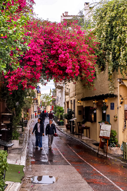 people walking under bougainvillea forming a canopy over cobble stone street