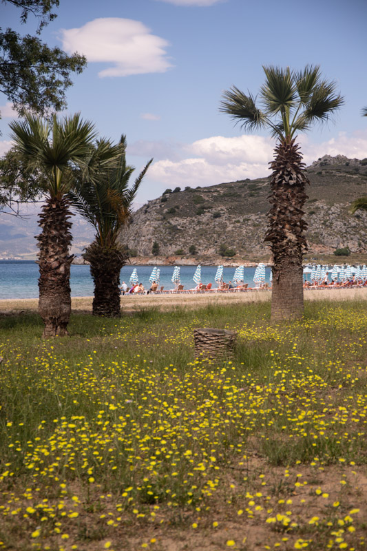 lounge chairs on karathoas beach framed by palm trees and wildflowers in the foreground