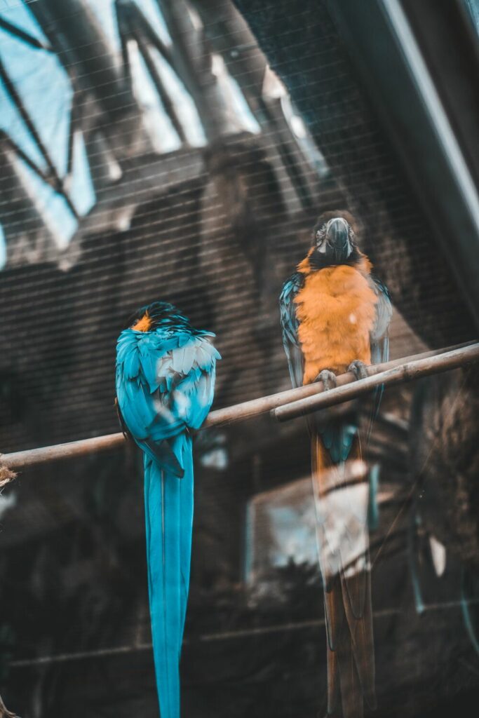 colorful birds on ledge
