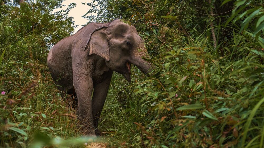 elephant walkign ghrough jungle