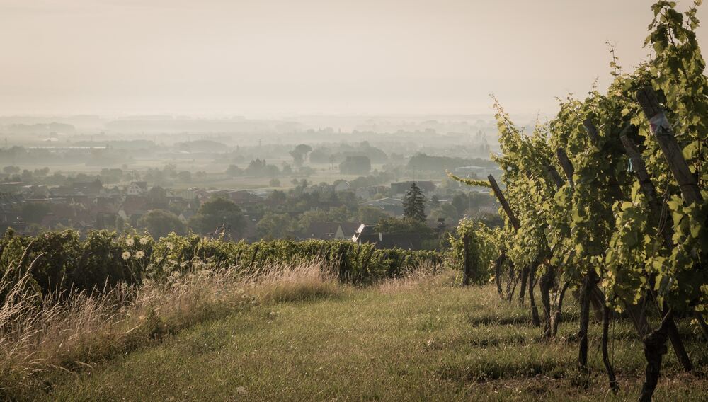 hazy Alsace Vineyard