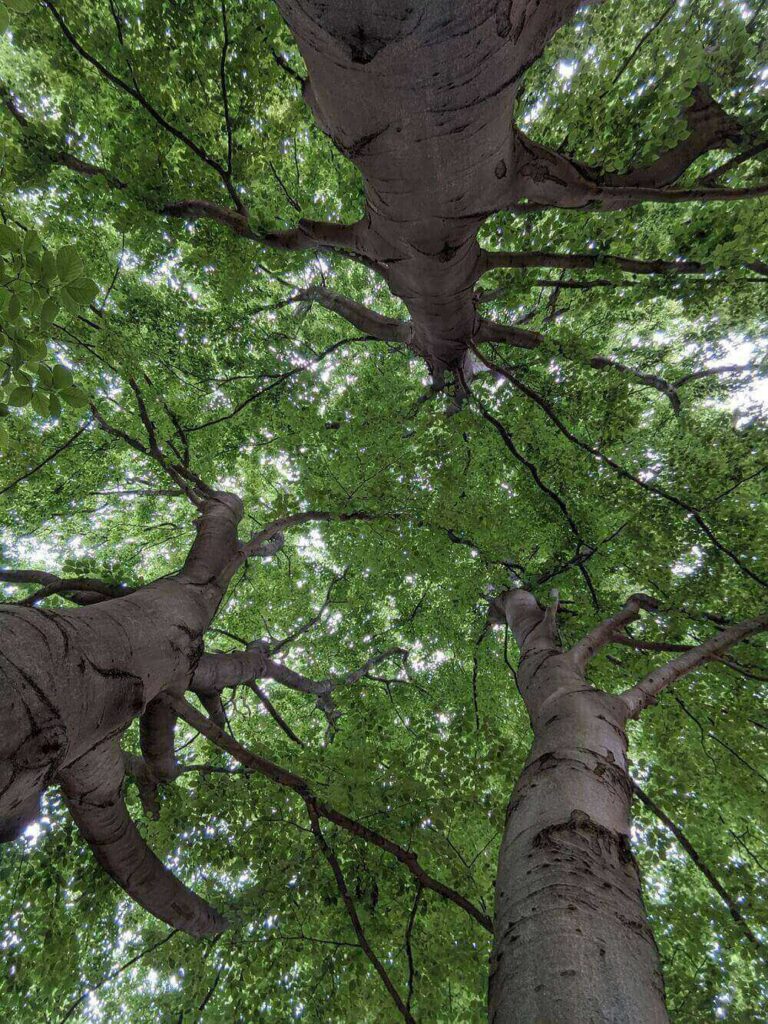 tree canopy Tiergarten