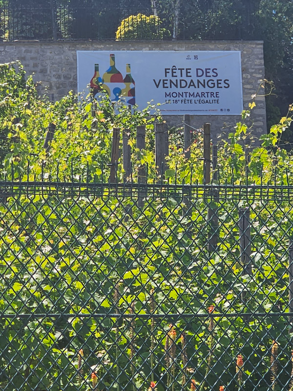 vineyard on lot in montmartre