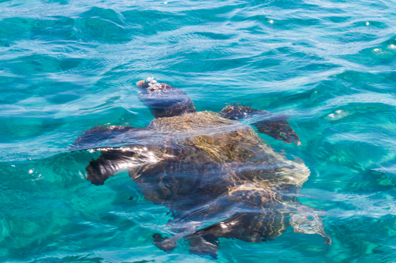 caretta turtle swim in the bay Laganas, Zakynthos, Greece